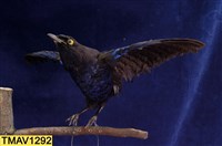 藏品(臺灣紫嘯鶇)的圖片